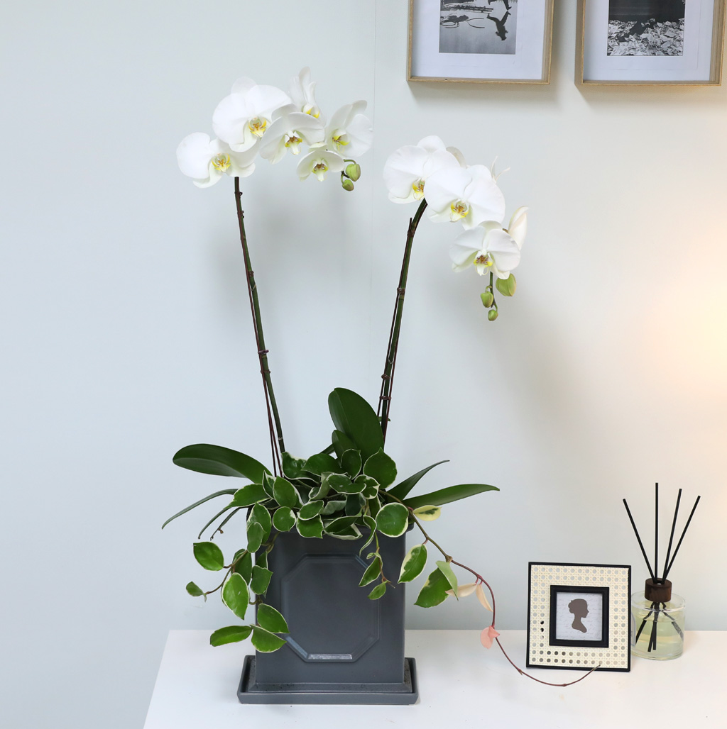 [/] White Elegant Orchid   Empire double ()  ɹ