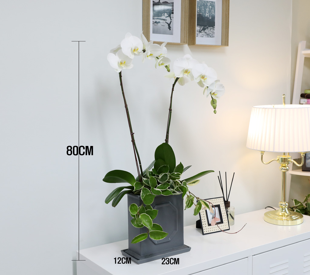 [/] White Elegant Orchid   Empire double ()  ɹ