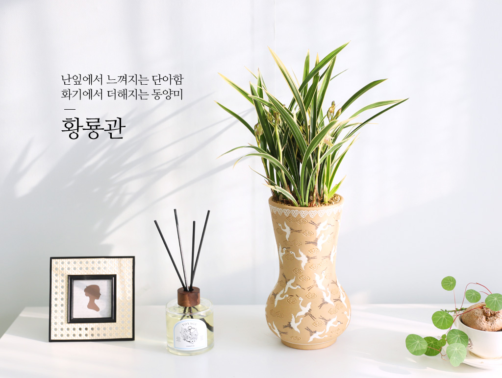 플라워119꽃배달서비스 동양란/명품동양란/[서울수도권배송] 특별주문... 여주 손으로 만든 고급도자기화분  - 명품 동양란 황룡금(3) 플라워119