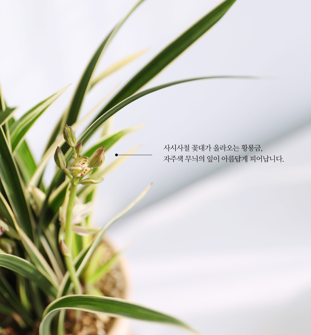 [ǹ] Ưֹ    ޵ڱȭ  - ǰ  Ȳ(3)