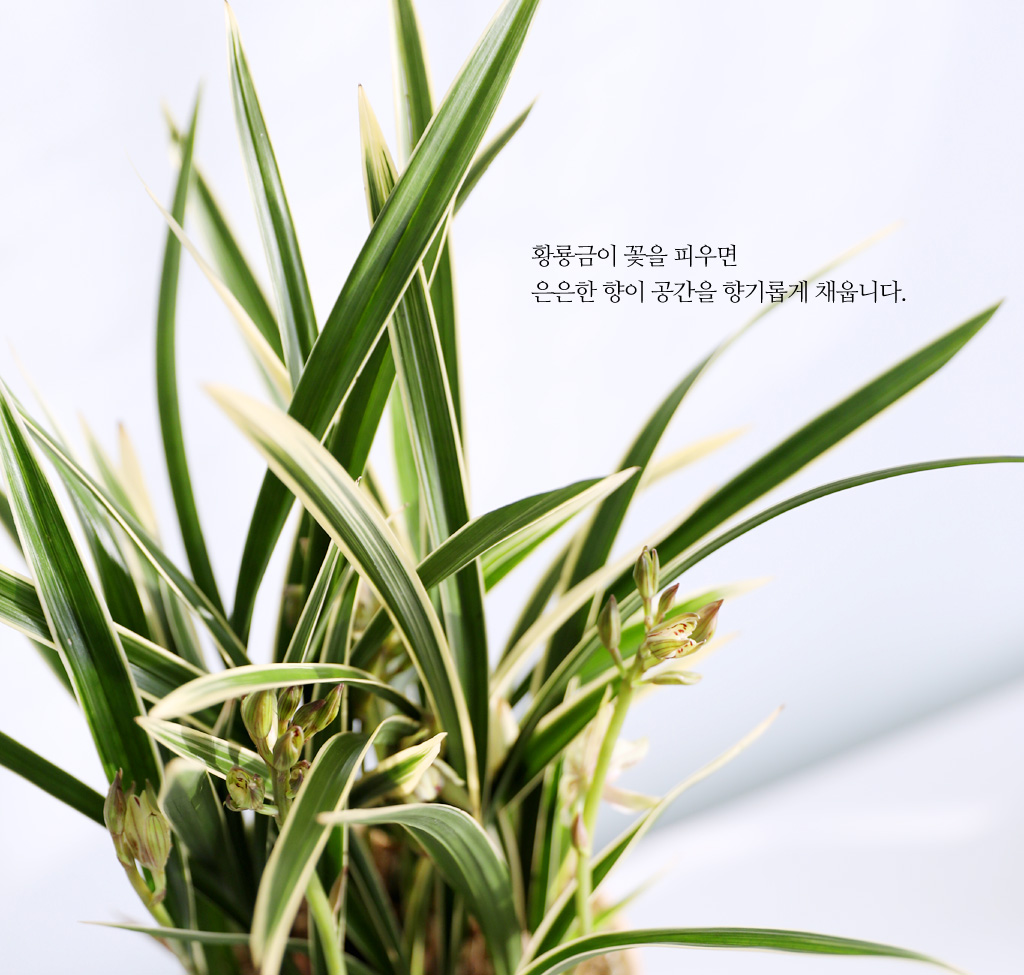 [ǹ] Ưֹ    ޵ڱȭ  - ǰ  Ȳ(3)