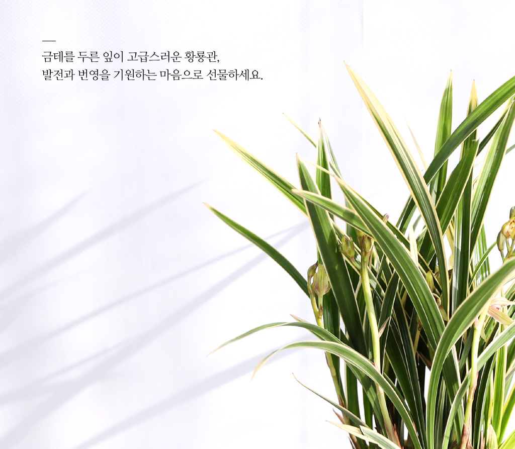 [ǹ] Ưֹ    ޵ڱȭ  - ǰ  Ȳ(3)