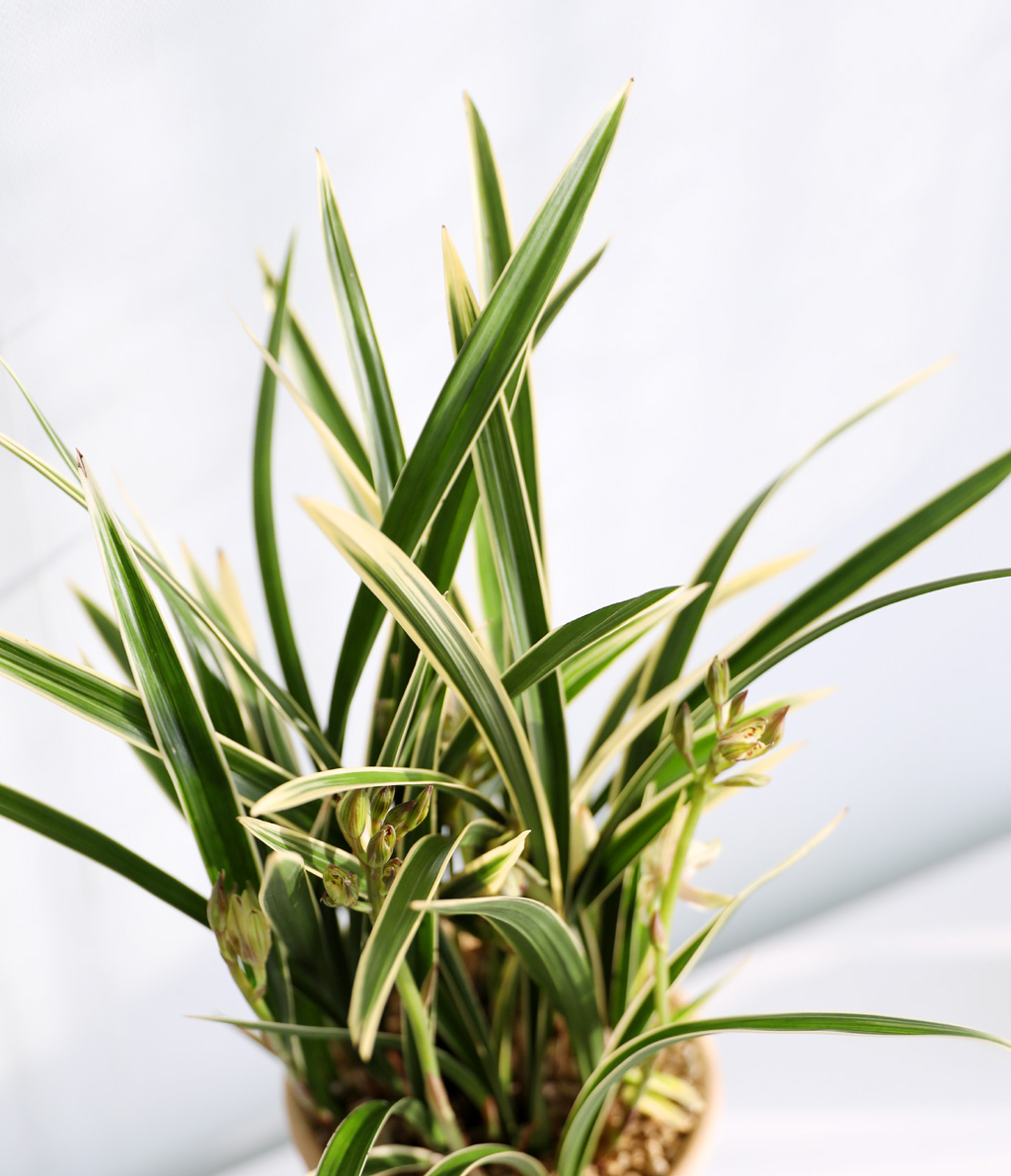 [ǹ] Ưֹ    ޵ڱȭ  - ǰ  Ȳ(3)