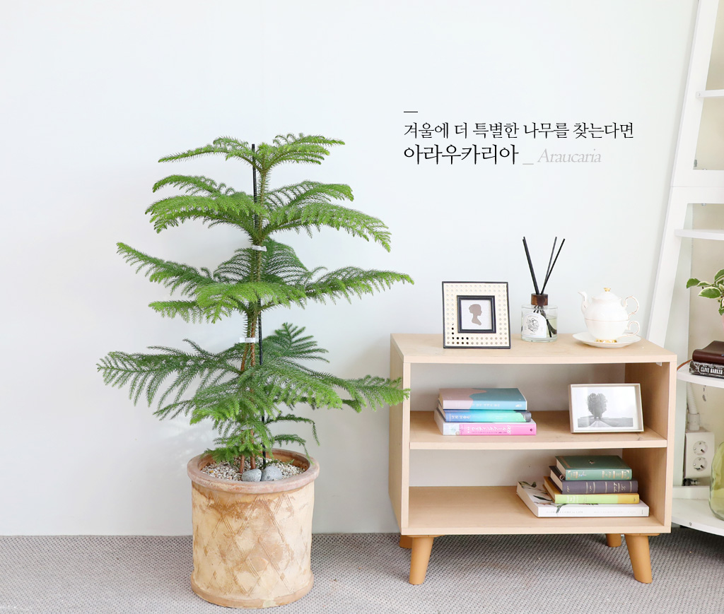 ƶīƷ ÷׸ϱ (ȭ )  ɹ