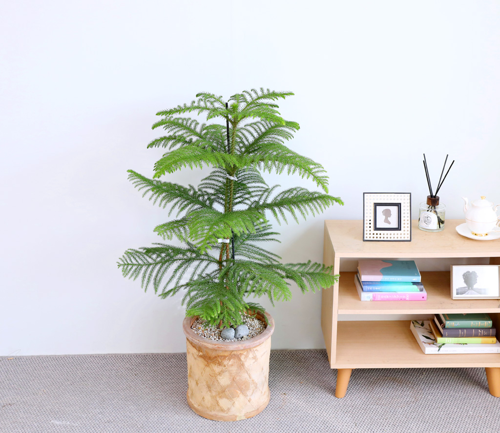 ƶīƷ ÷׸ϱ (ȭ )  ɹ