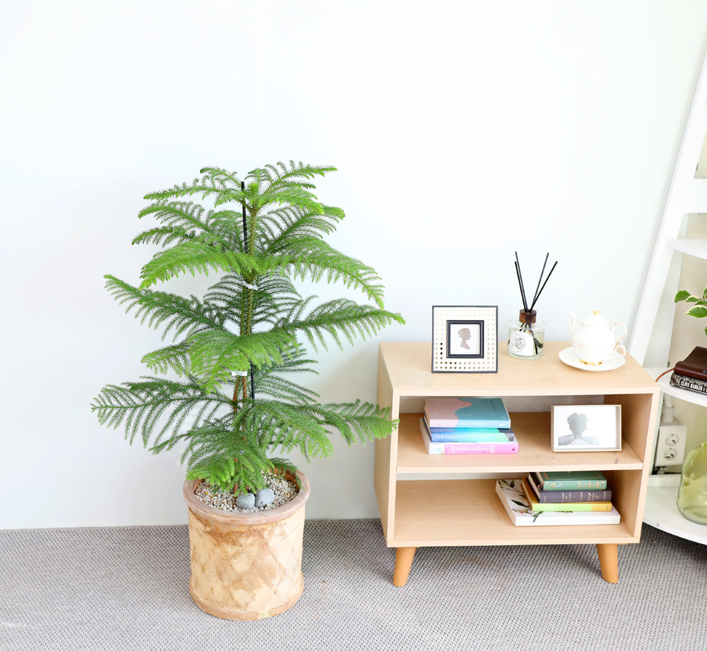 ƶīƷ ÷׸ϱ (ȭ )  ɹ