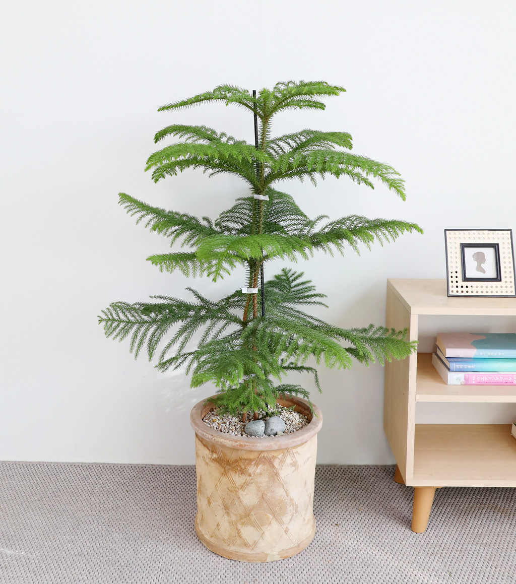 ƶīƷ ÷׸ϱ (ȭ )  ɹ