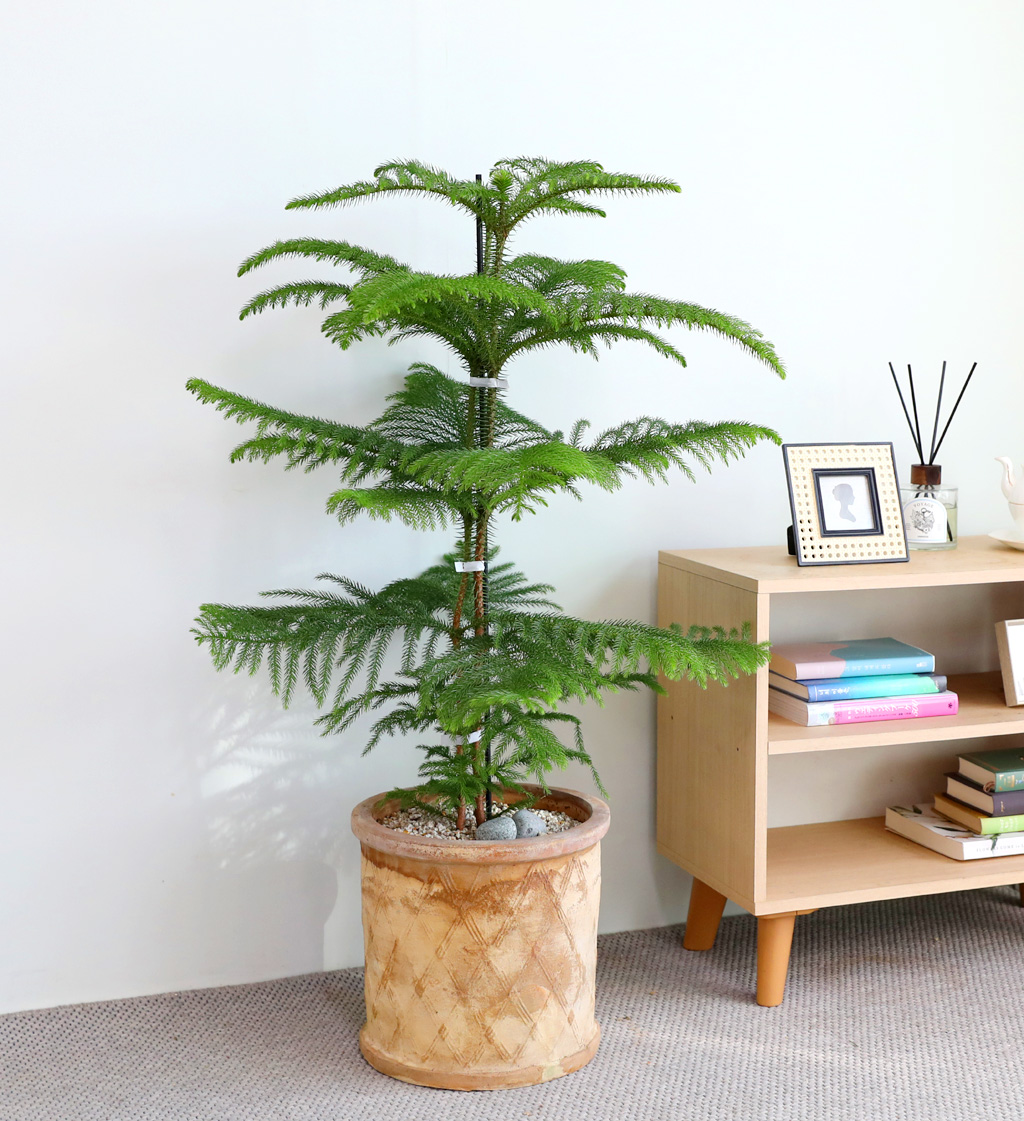 ƶīƷ ÷׸ϱ (ȭ )  ɹ