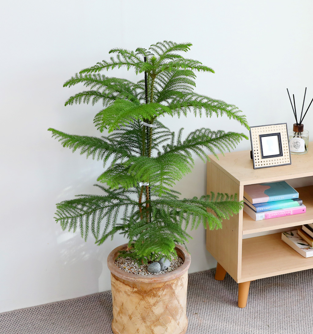 ƶīƷ ÷׸ϱ (ȭ )  ɹ