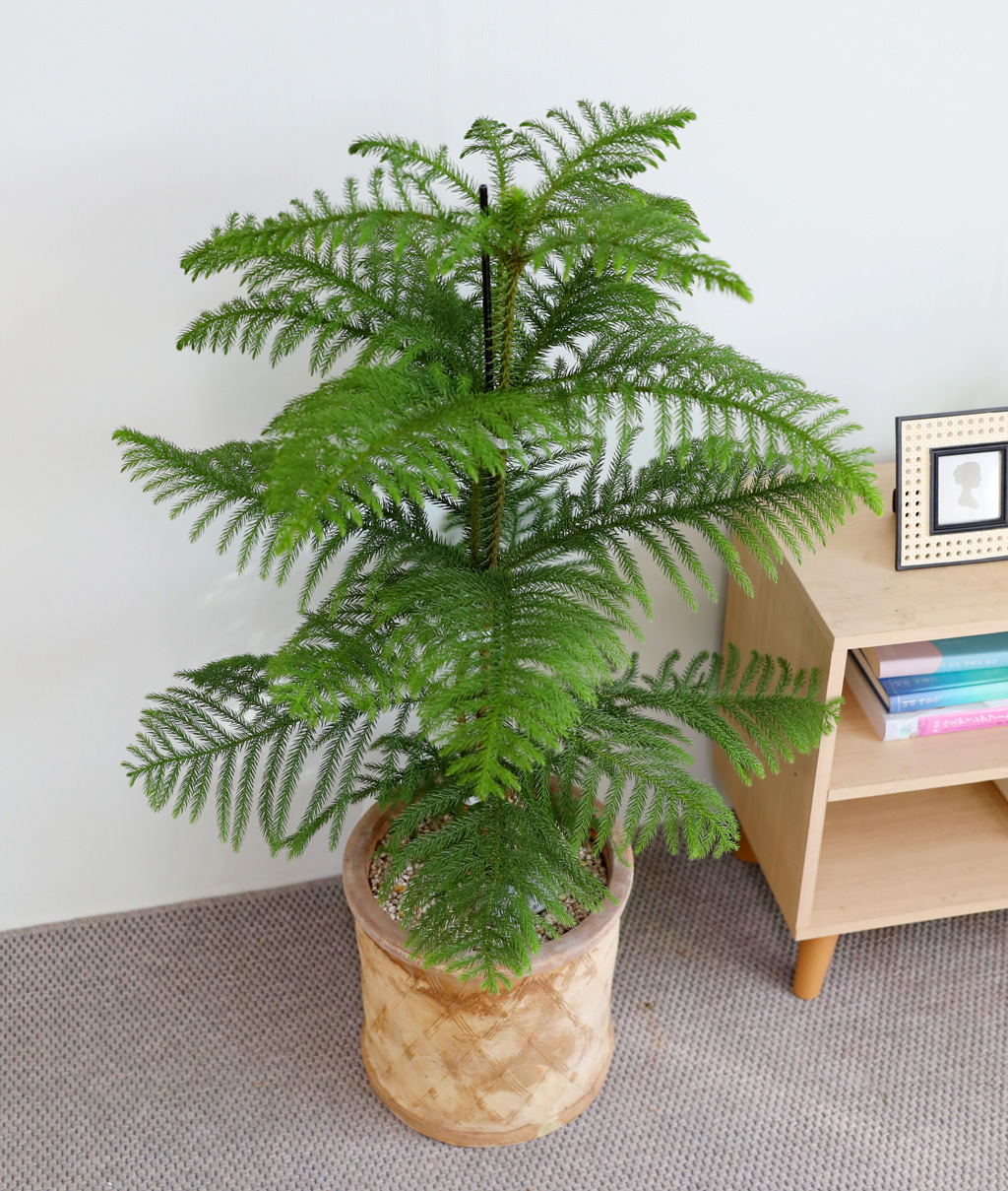 ƶīƷ ÷׸ϱ (ȭ )  ɹ