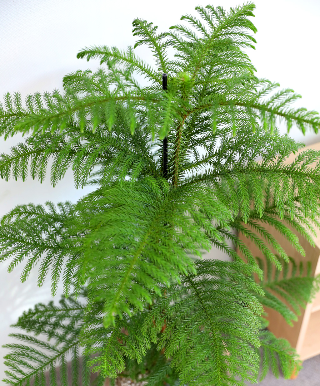 ƶīƷ ÷׸ϱ (ȭ )  ɹ