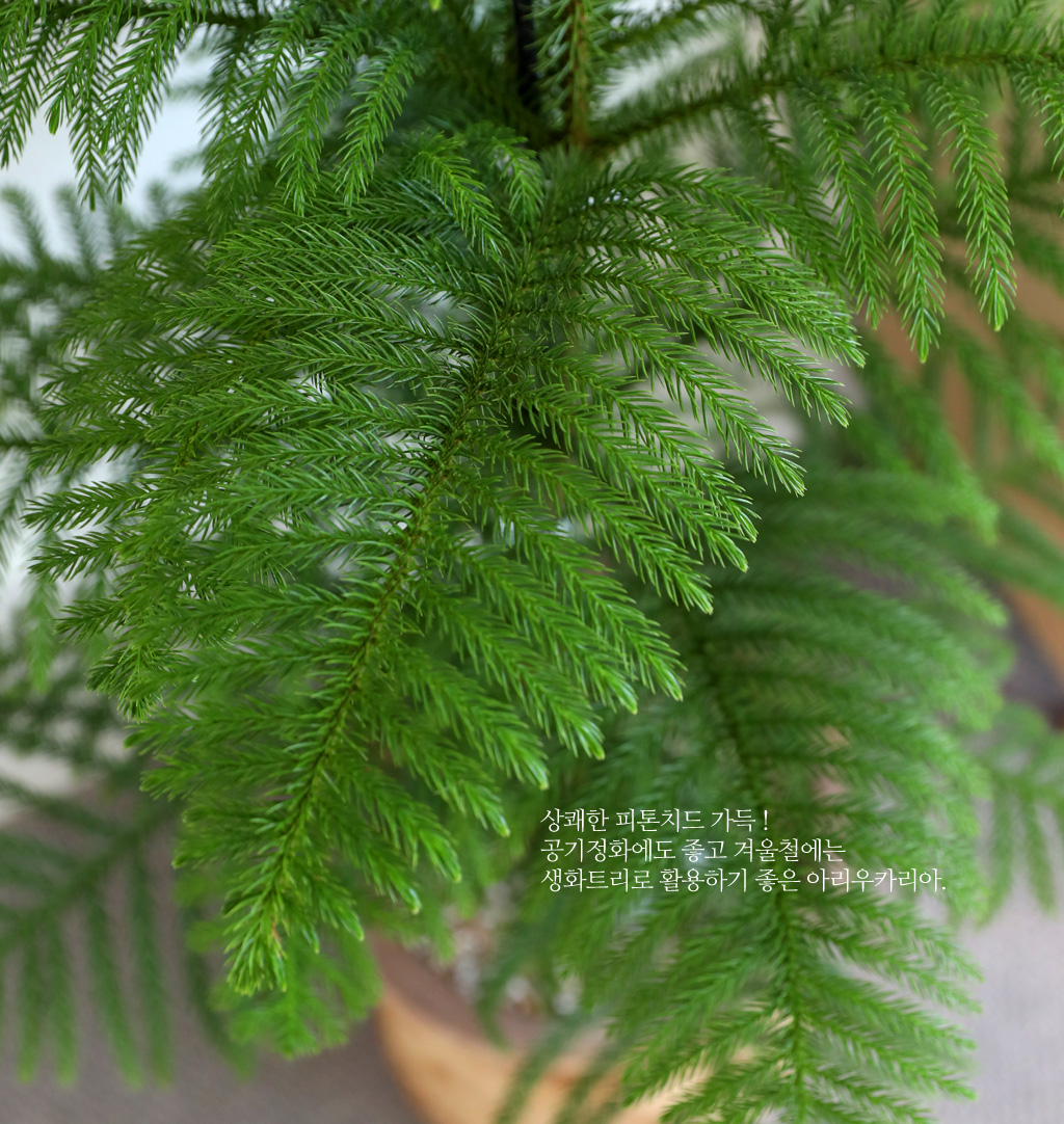 ƶīƷ ÷׸ϱ (ȭ )  ɹ