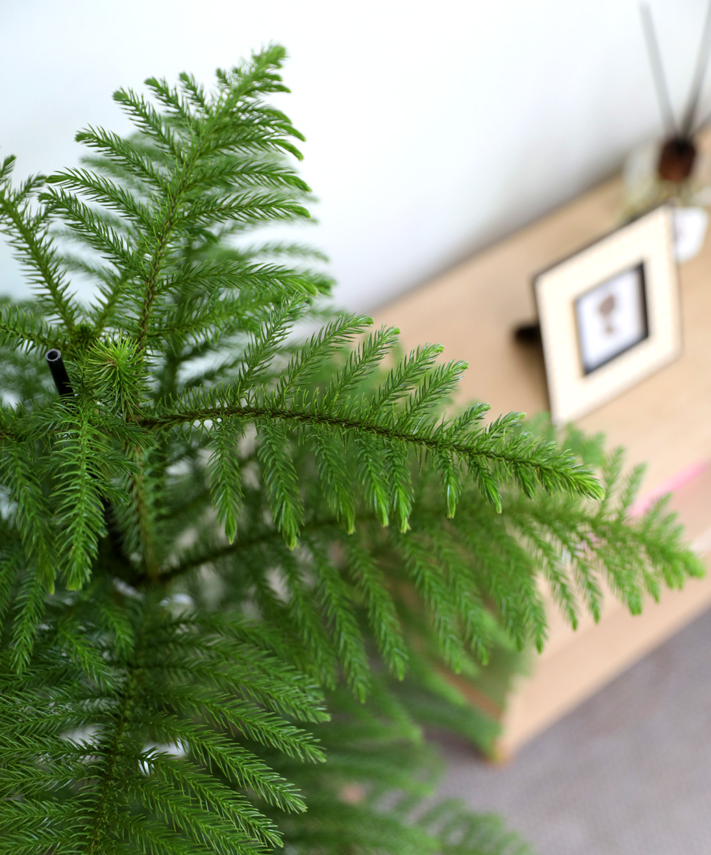 ƶīƷ ÷׸ϱ (ȭ )  ɹ