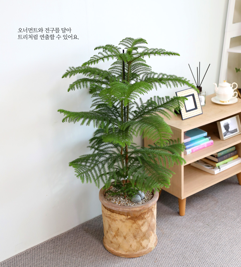 ƶīƷ ÷׸ϱ (ȭ )  ɹ