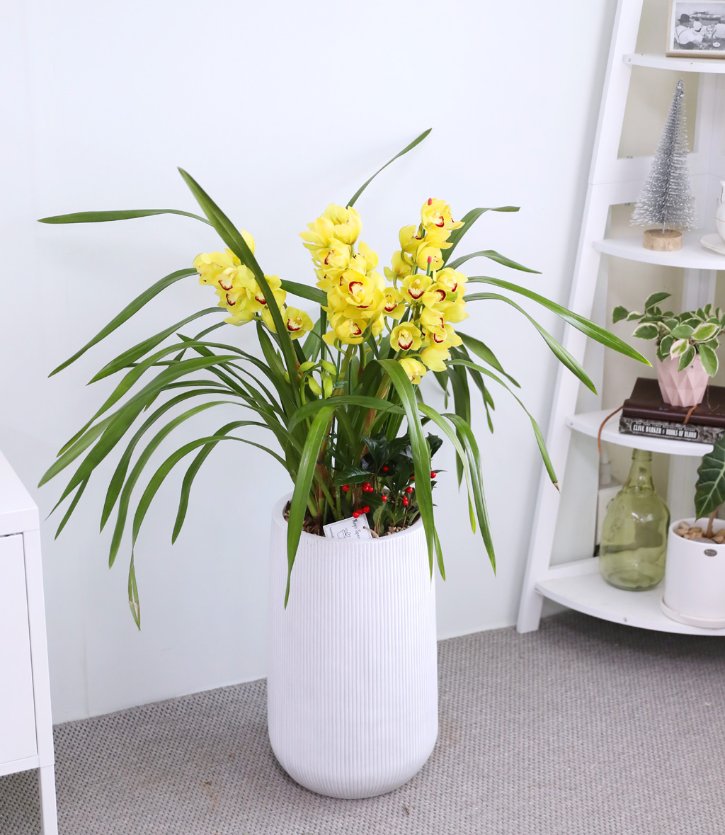 [�ܿ� �λ��̵� ��õ] ��� �ɺ��� (��) ���� �ɹ��