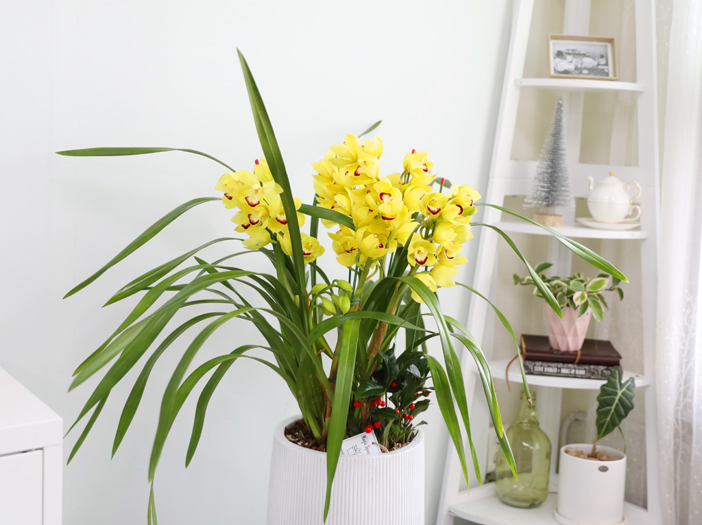 [�ܿ� �λ��̵� ��õ] ��� �ɺ��� (��) ���� �ɹ��