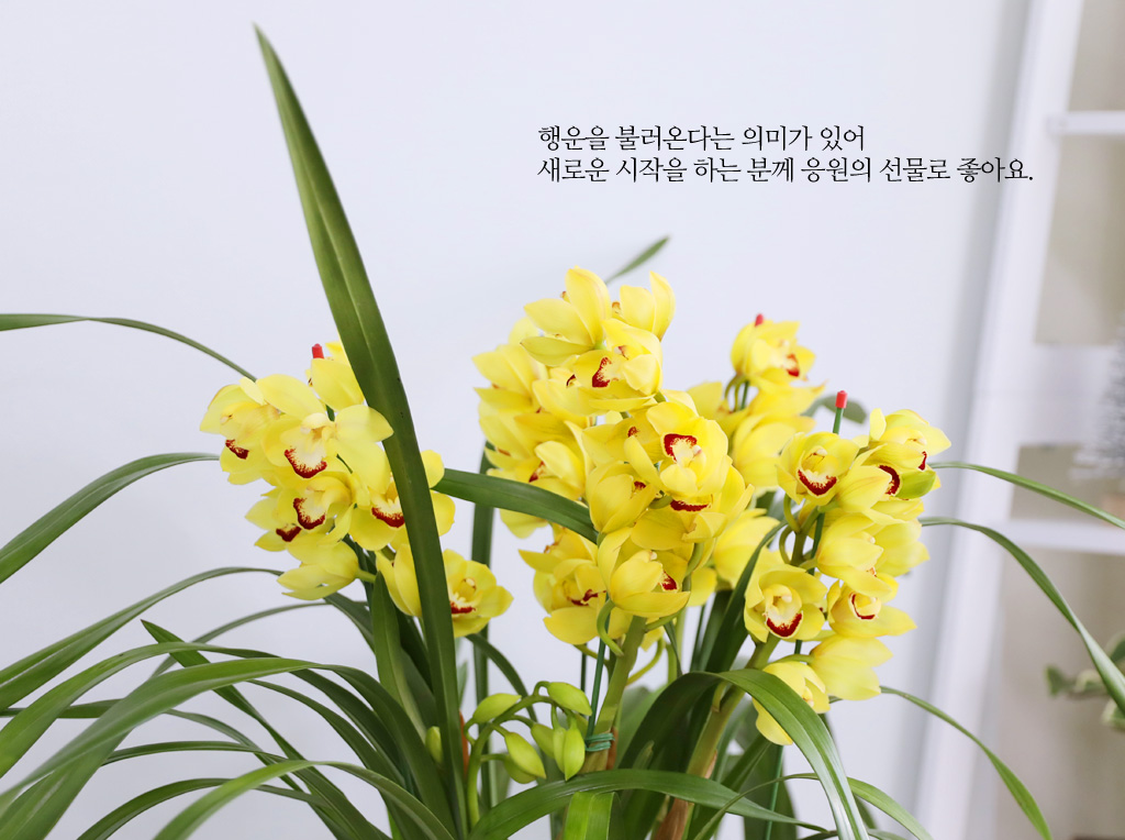 [�ܿ� �λ��̵� ��õ] ��� �ɺ��� (��) ���� �ɹ��