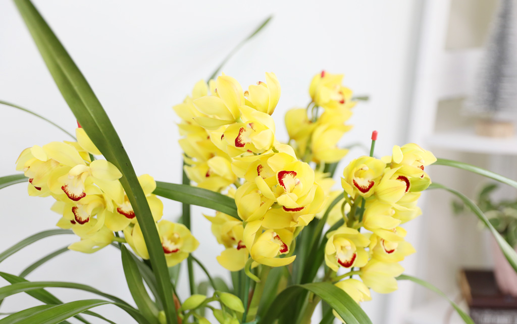 [�ܿ� �λ��̵� ��õ] ��� �ɺ��� (��) ���� �ɹ��