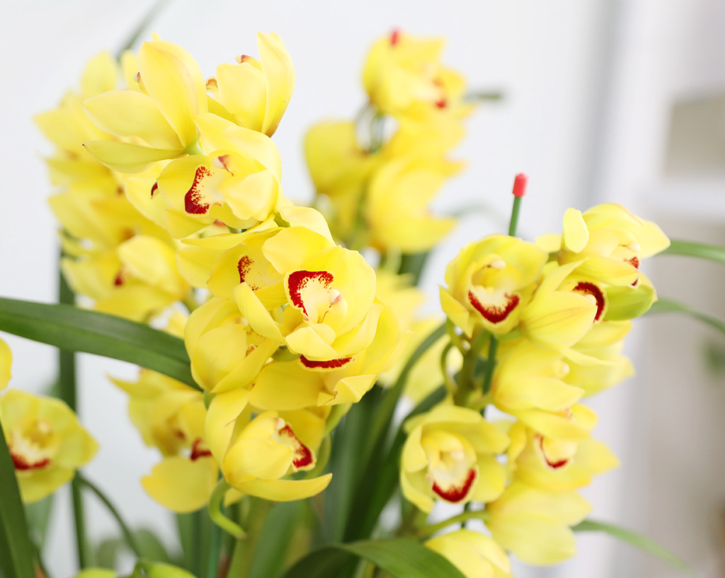 [�ܿ� �λ��̵� ��õ] ��� �ɺ��� (��) ���� �ɹ��