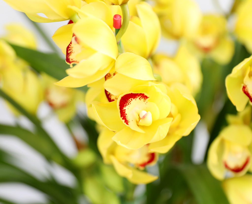 [�ܿ� �λ��̵� ��õ] ��� �ɺ��� (��) ���� �ɹ��