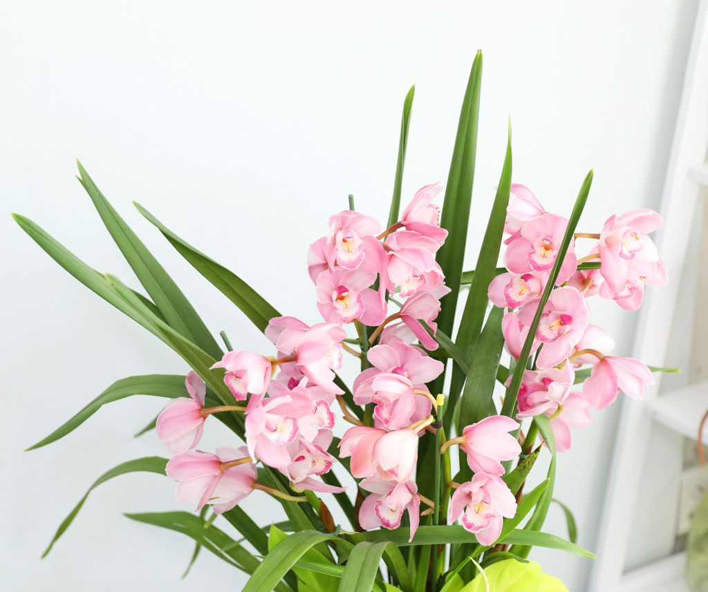 [����/��������] �׷��� �簢ȭ�⿡ ��� ���� ����� ��ũ �ɺ��� (D) ���� �ɹ��