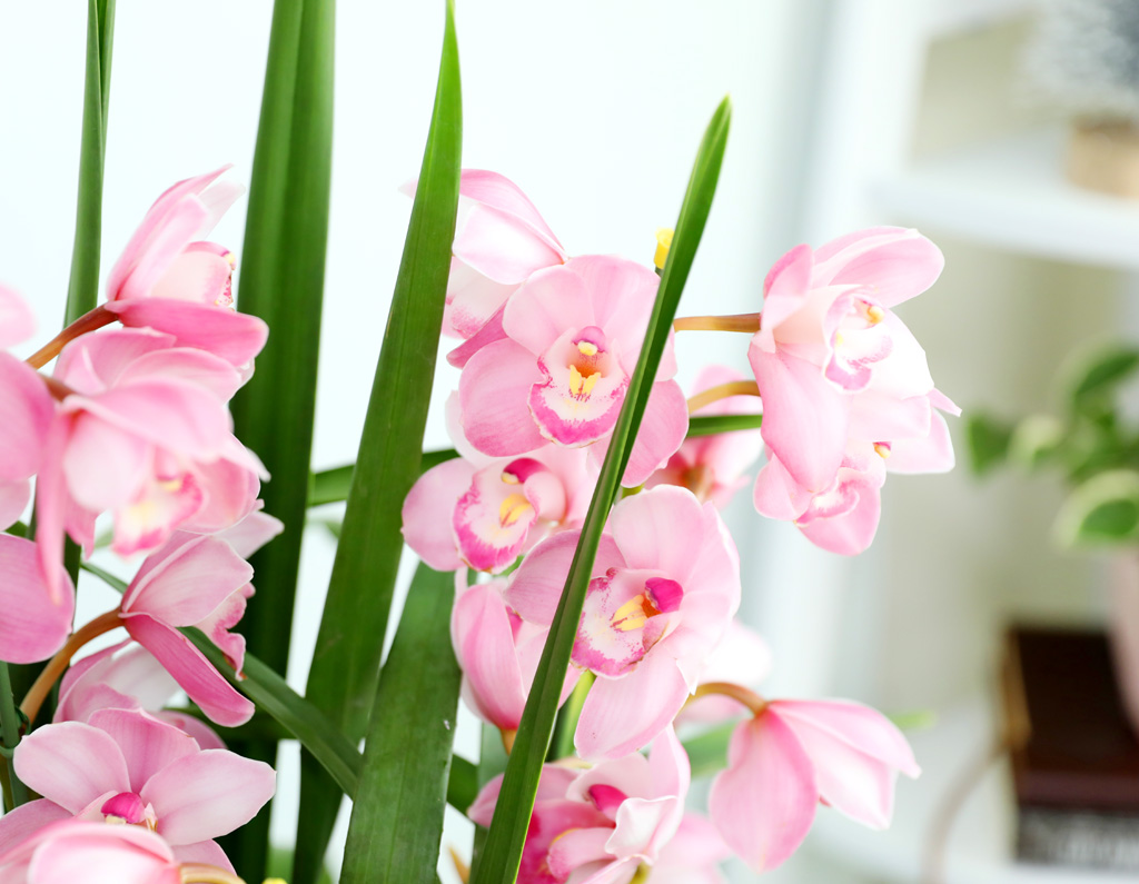 [����/��������] �׷��� �簢ȭ�⿡ ��� ���� ����� ��ũ �ɺ��� (D) ���� �ɹ��