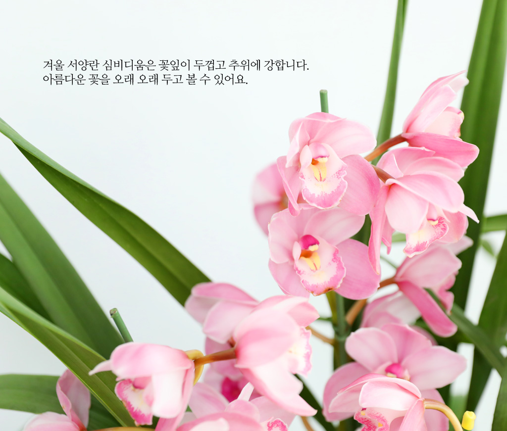 [����/��������] �׷��� �簢ȭ�⿡ ��� ���� ����� ��ũ �ɺ��� (D) ���� �ɹ��