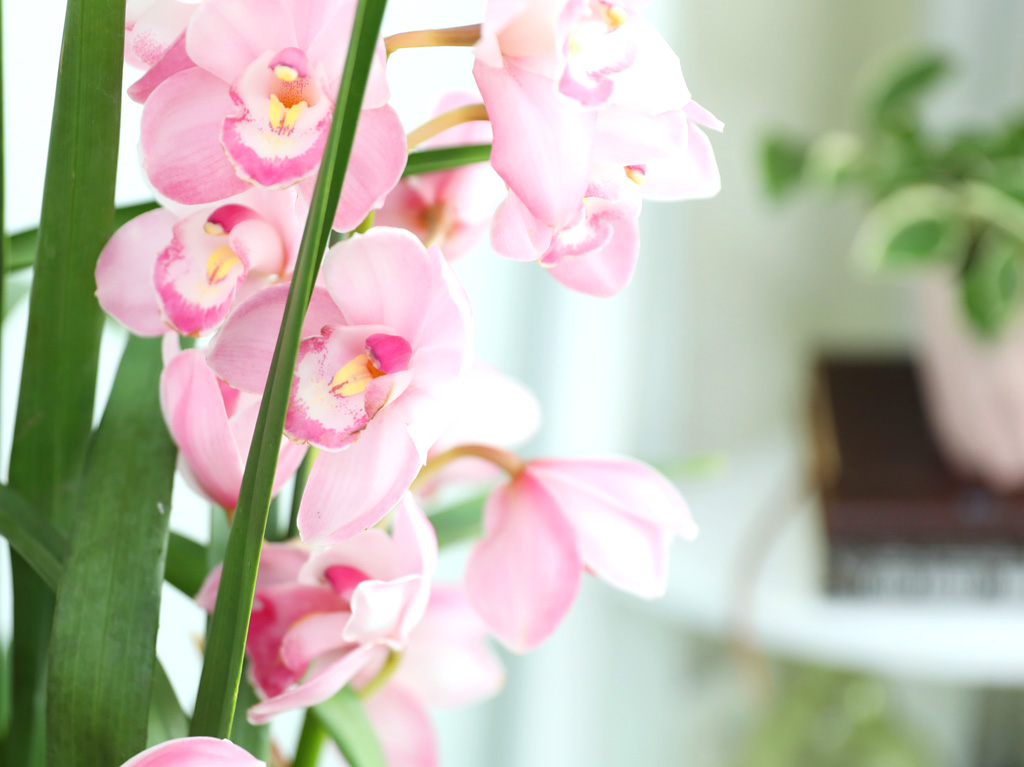 [����/��������] �׷��� �簢ȭ�⿡ ��� ���� ����� ��ũ �ɺ��� (D) ���� �ɹ��