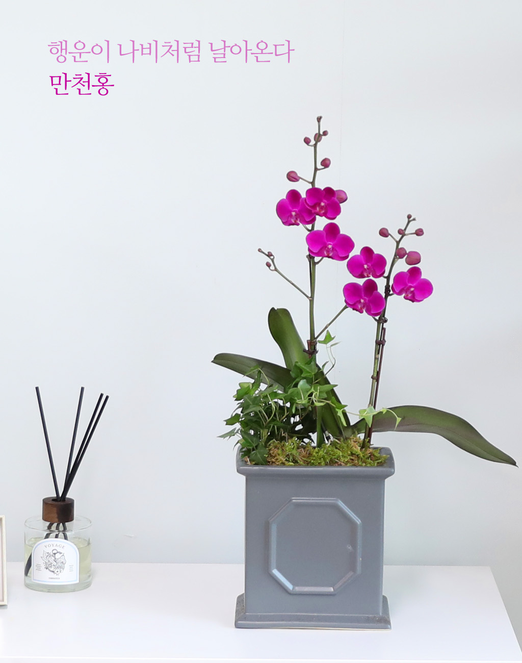  ó ƿ´ - õȫ (޹簢)  ɹ