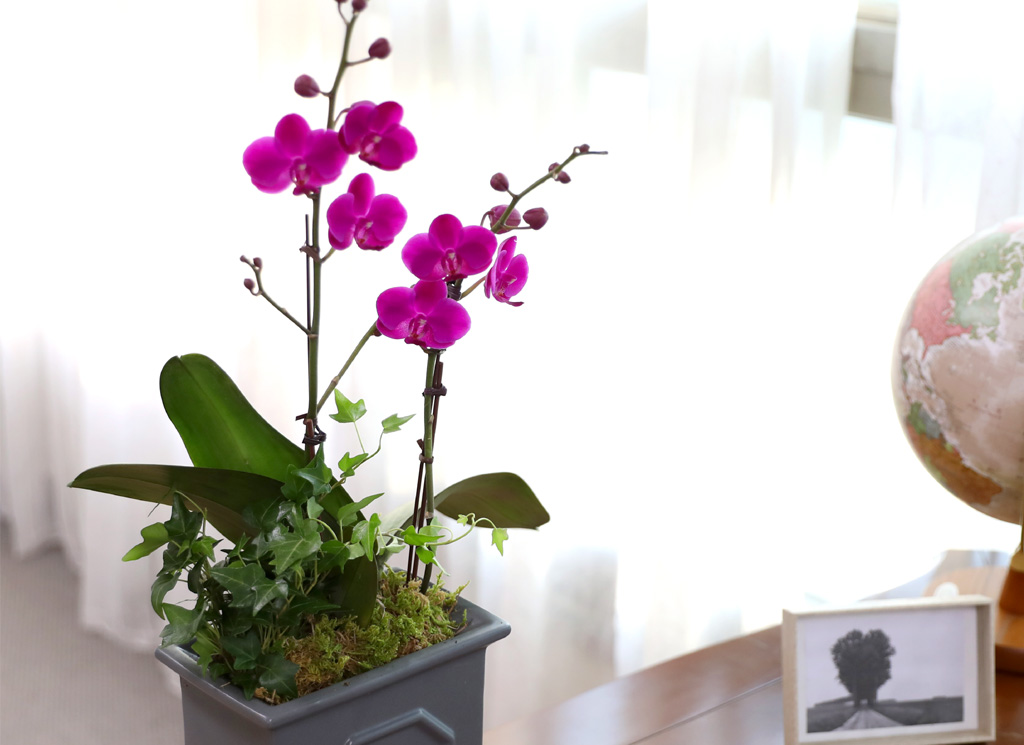  ó ƿ´ - õȫ (޹簢)  ɹ