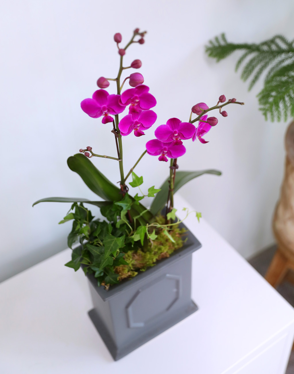  ó ƿ´ - õȫ (޹簢)  ɹ