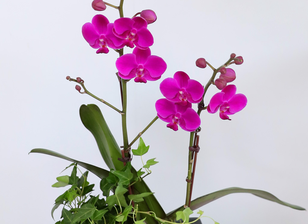  ó ƿ´ - õȫ (޹簢)  ɹ