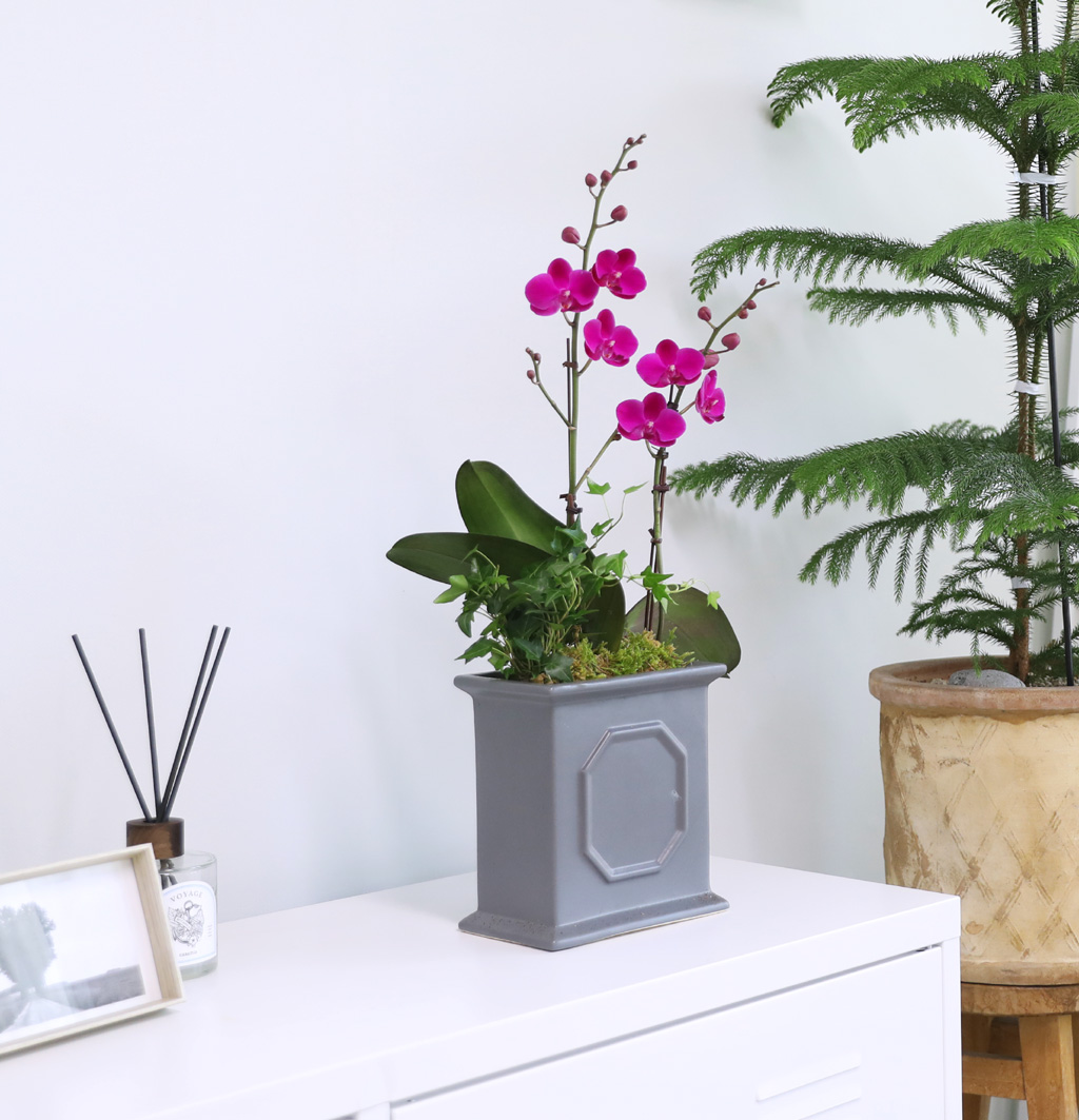  ó ƿ´ - õȫ (޹簢)  ɹ