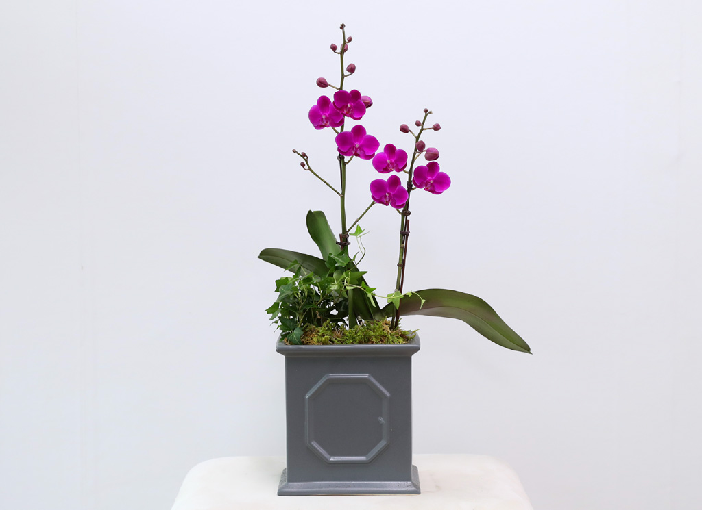  ó ƿ´ - õȫ (޹簢)  ɹ