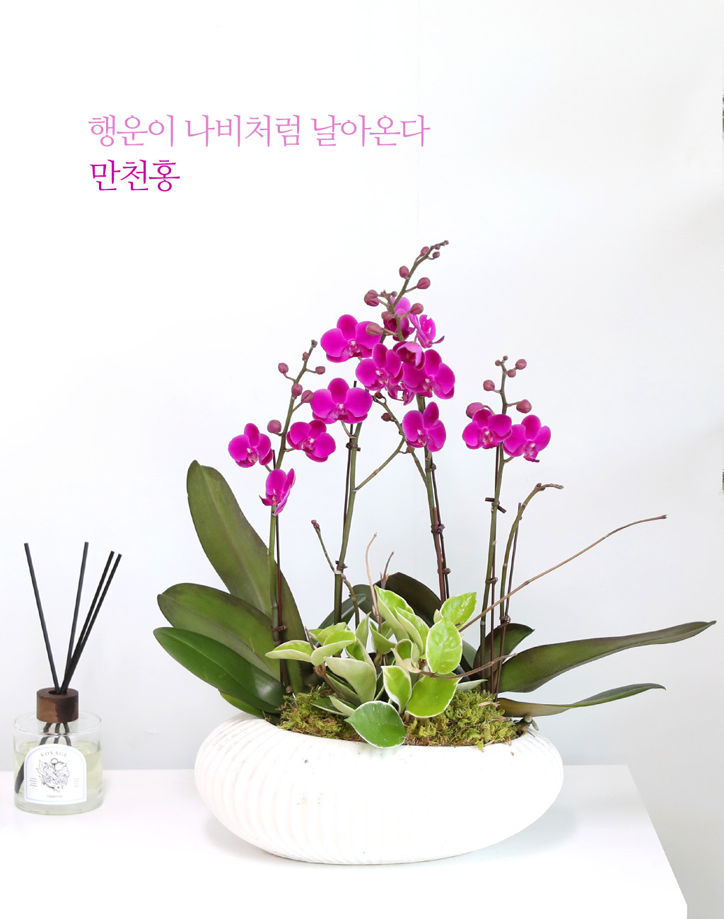  ó ƿ´ - õȫ ȣ ( Ÿ ȭ)  ɹ