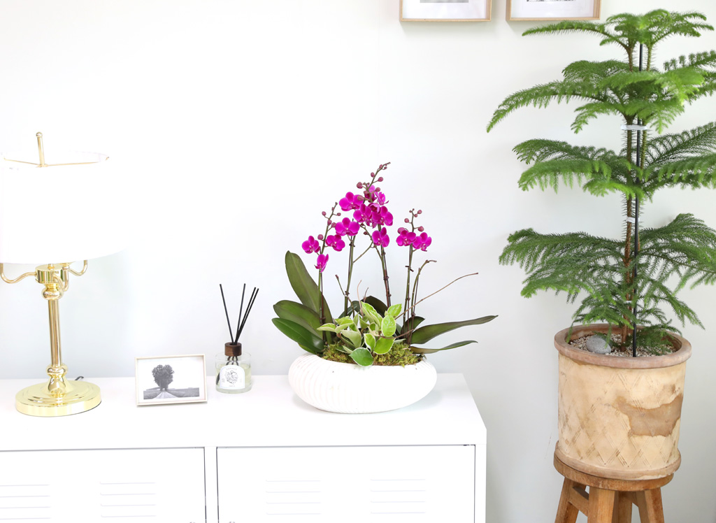  ó ƿ´ - õȫ ȣ ( Ÿ ȭ)  ɹ