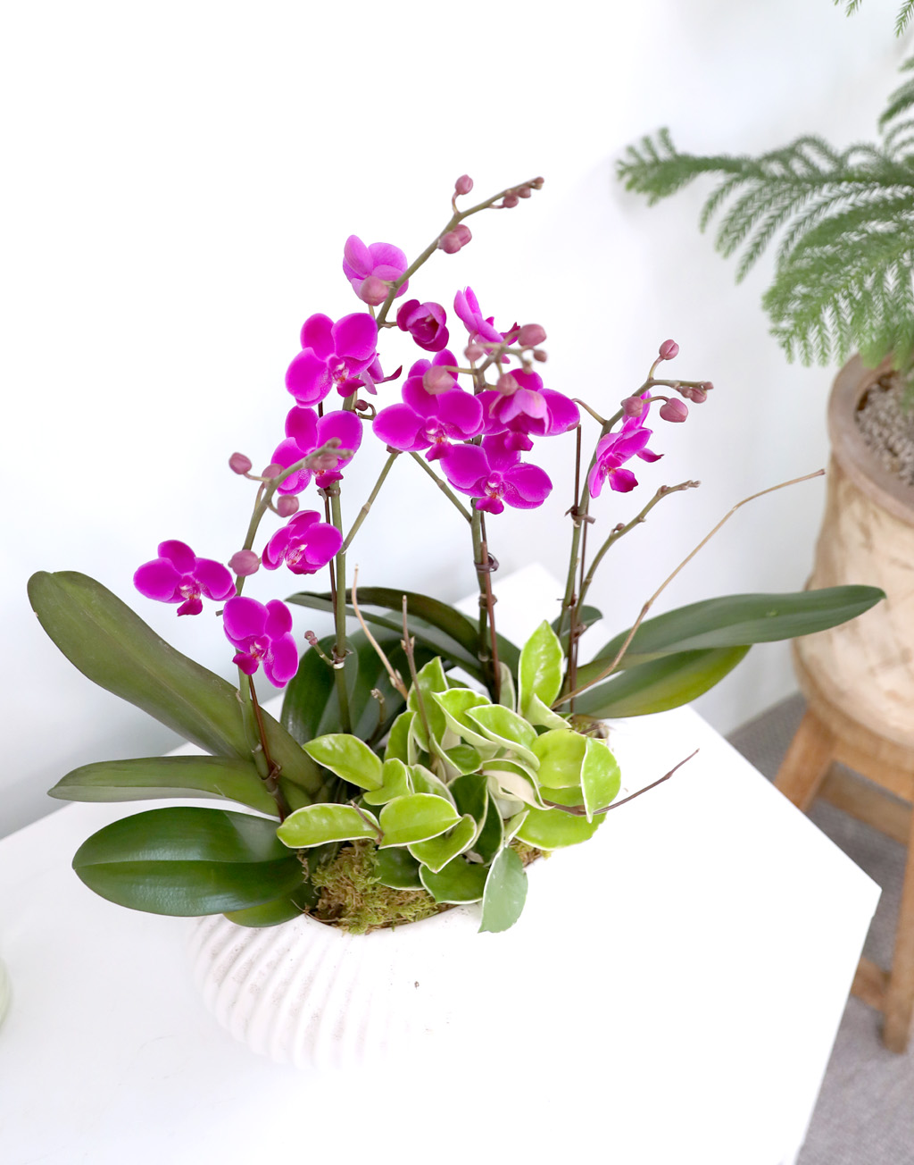  ó ƿ´ - õȫ ȣ ( Ÿ ȭ)  ɹ