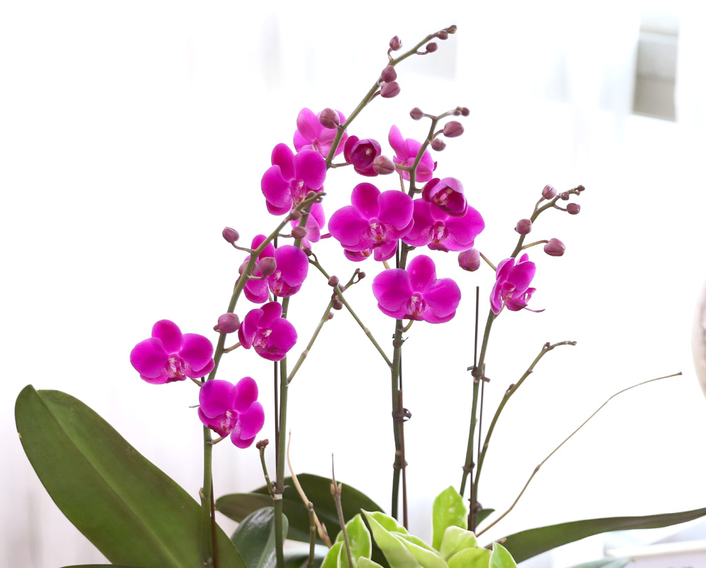  ó ƿ´ - õȫ ȣ ( Ÿ ȭ)  ɹ