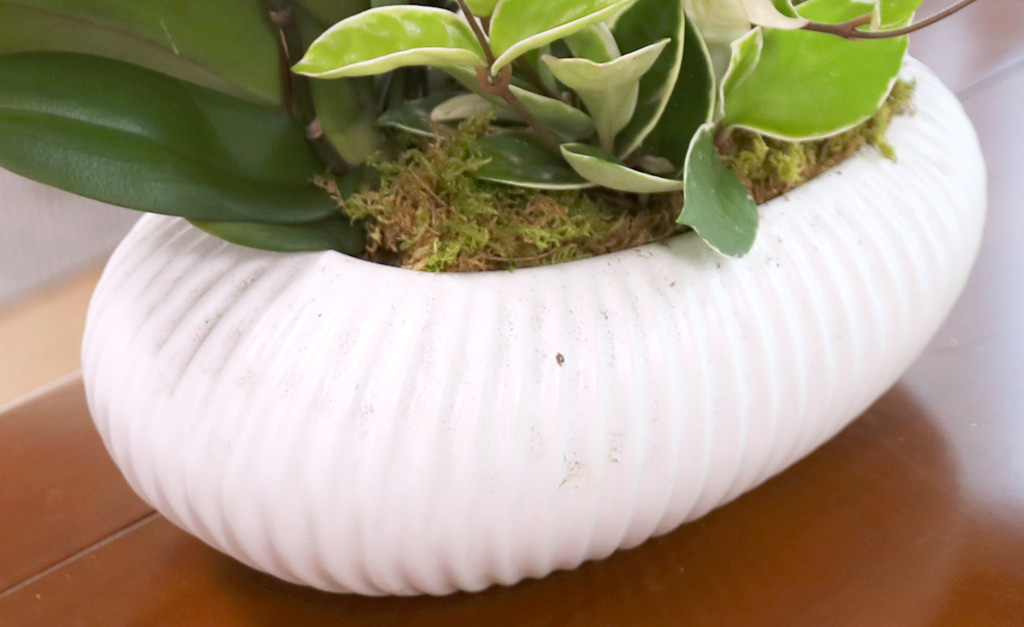  ó ƿ´ - õȫ ȣ ( Ÿ ȭ)  ɹ