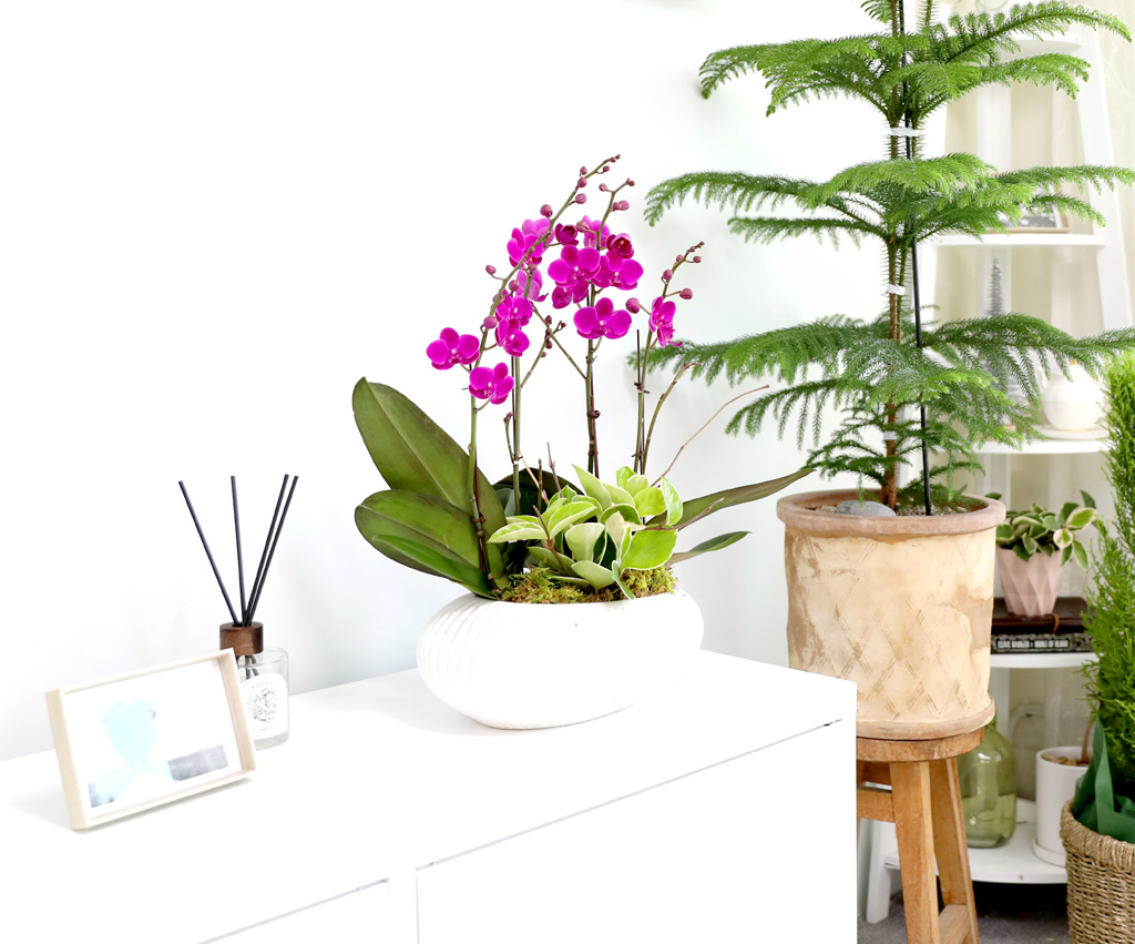  ó ƿ´ - õȫ ȣ ( Ÿ ȭ)  ɹ