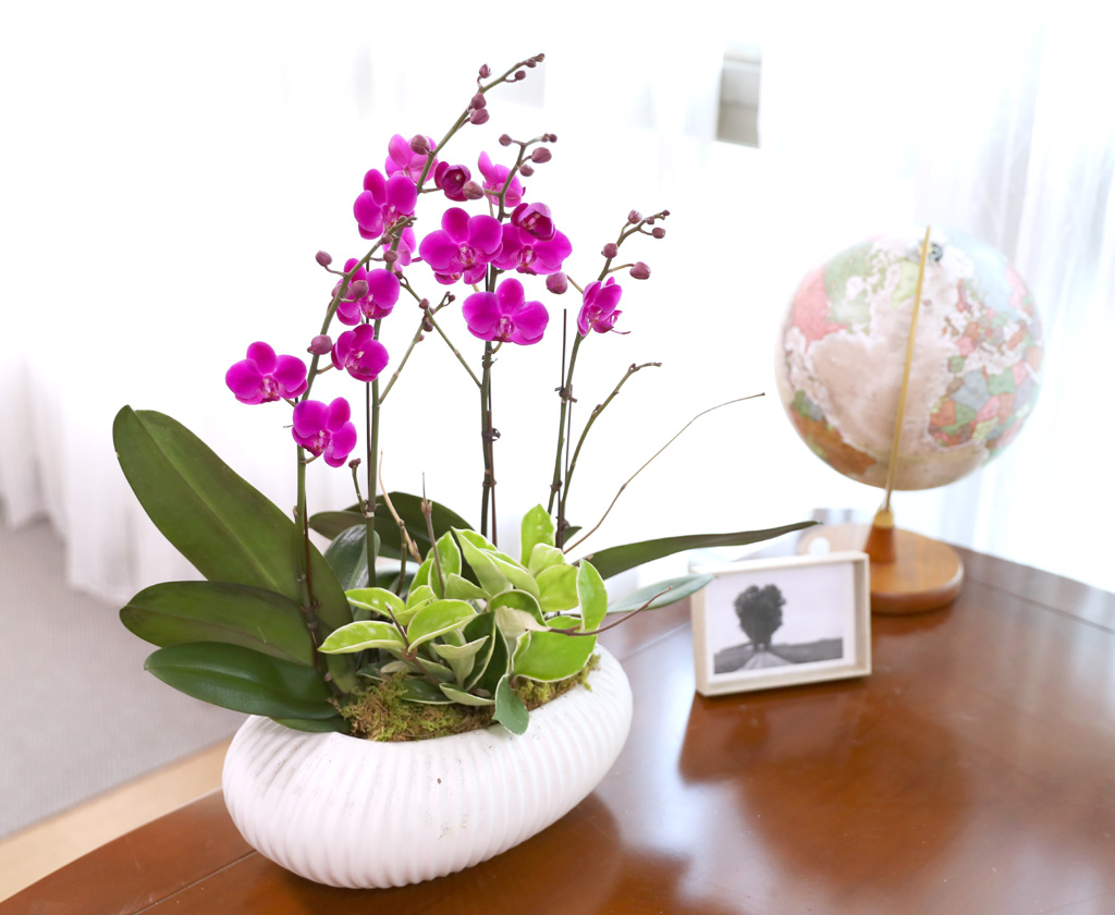  ó ƿ´ - õȫ ȣ ( Ÿ ȭ)  ɹ