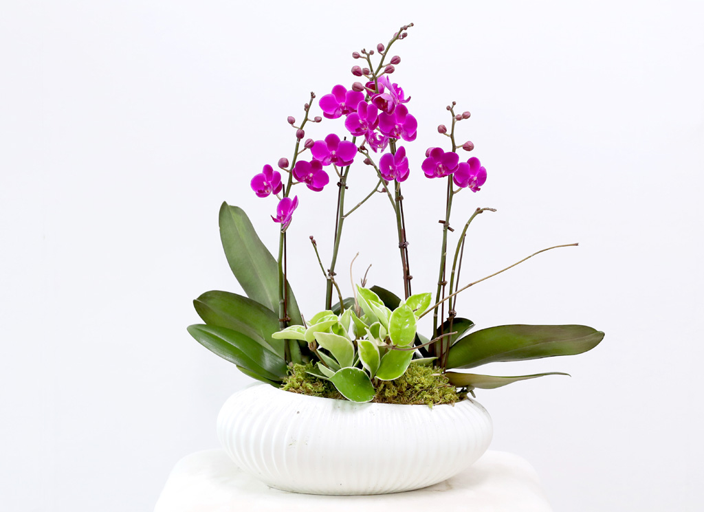  ó ƿ´ - õȫ ȣ ( Ÿ ȭ)  ɹ