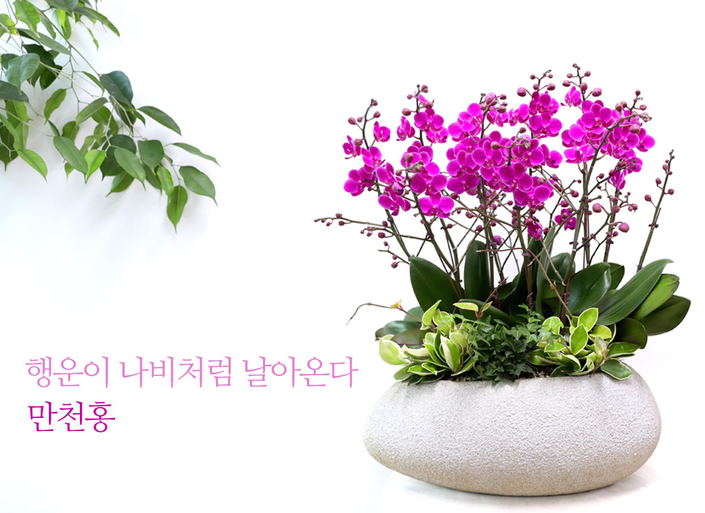  ó ƿ´ - õȫȣ (Ÿ˸ȭ)