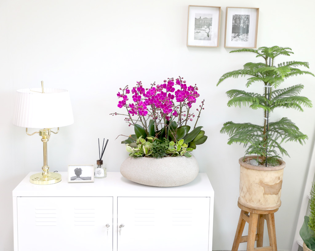  ó ƿ´ - õȫȣ (Ÿ˸ȭ)