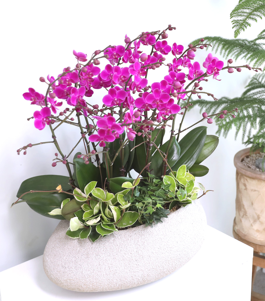  ó ƿ´ - õȫȣ (Ÿ˸ȭ)