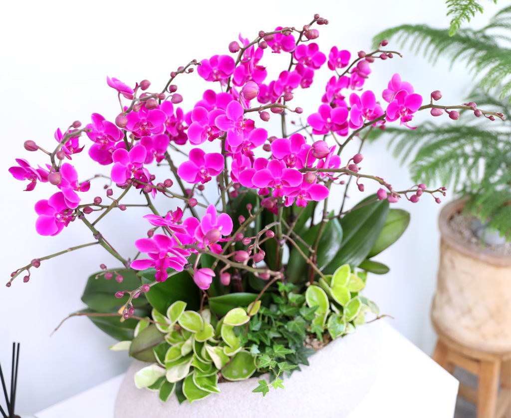  ó ƿ´ - õȫȣ (Ÿ˸ȭ)