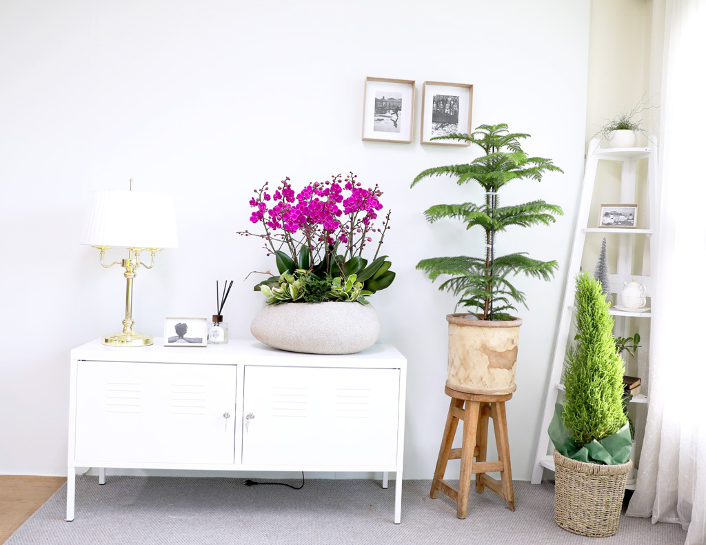  ó ƿ´ - õȫȣ (Ÿ˸ȭ)