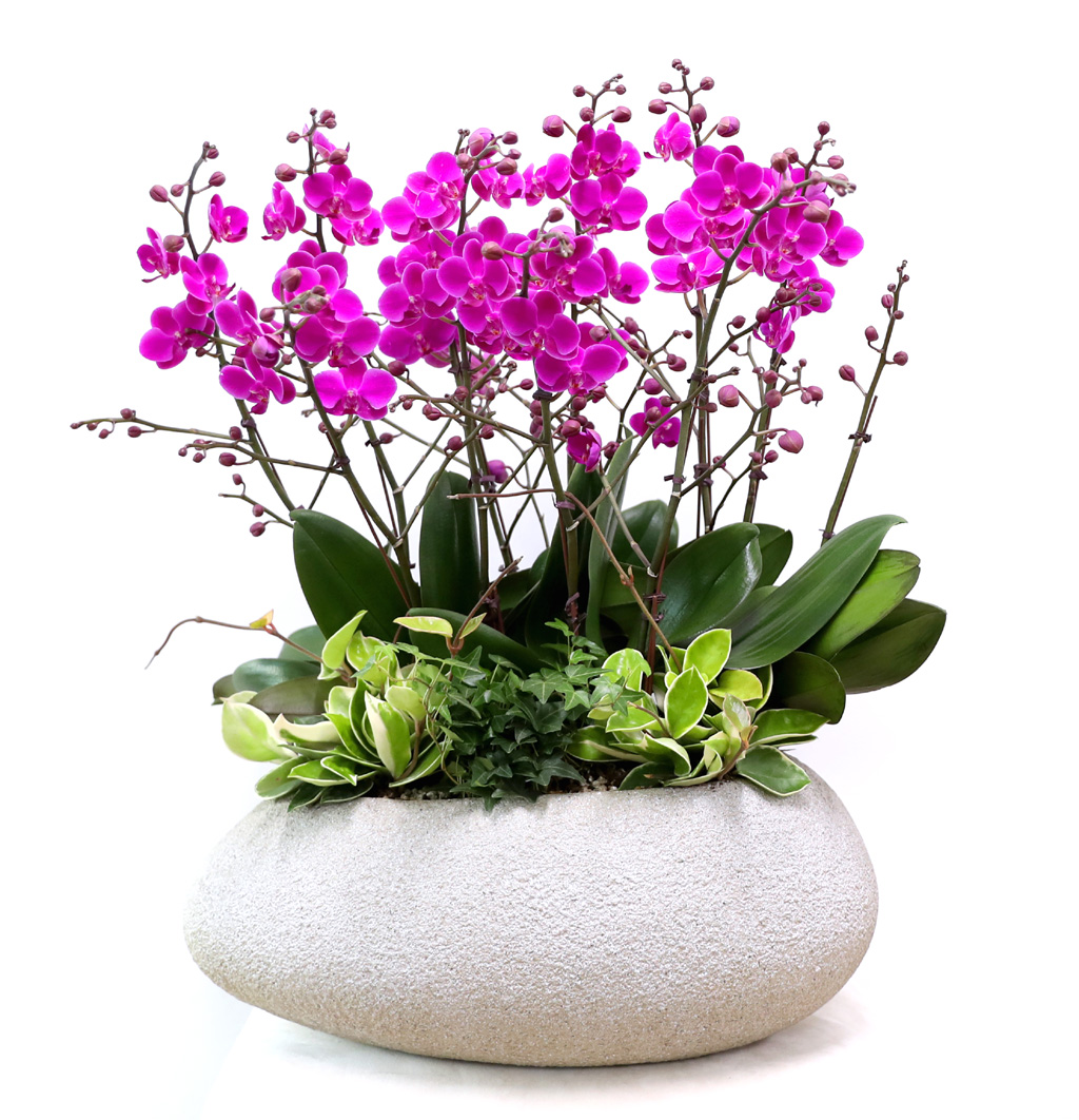  ó ƿ´ - õȫȣ (Ÿ˸ȭ)