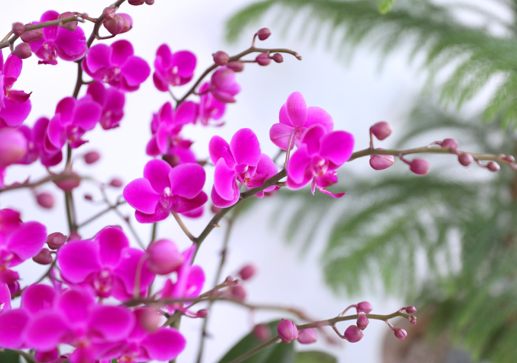  ó ƿ´ - õȫȣ (Ÿ˸ȭ)