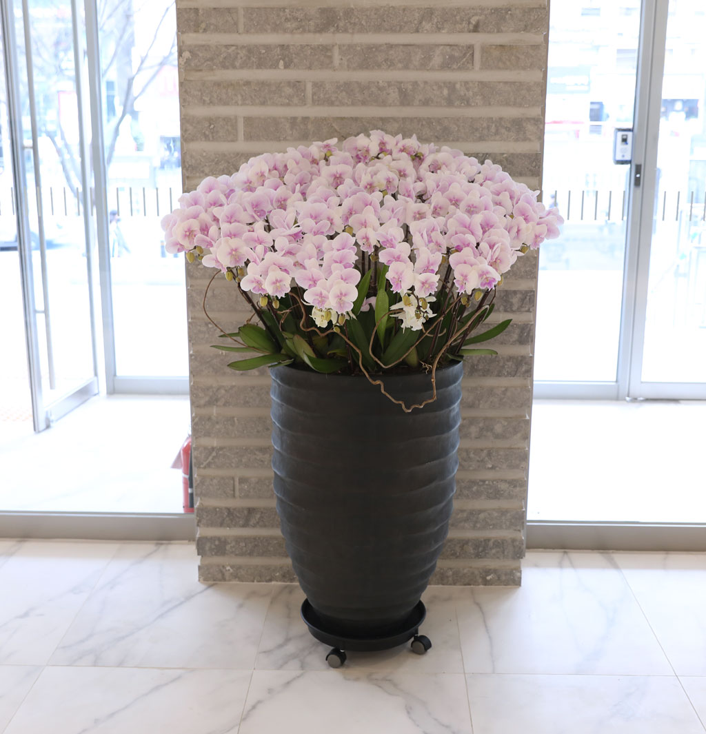 ´ëÇü¼¾ç¶õ - ³ëºí¸®½º